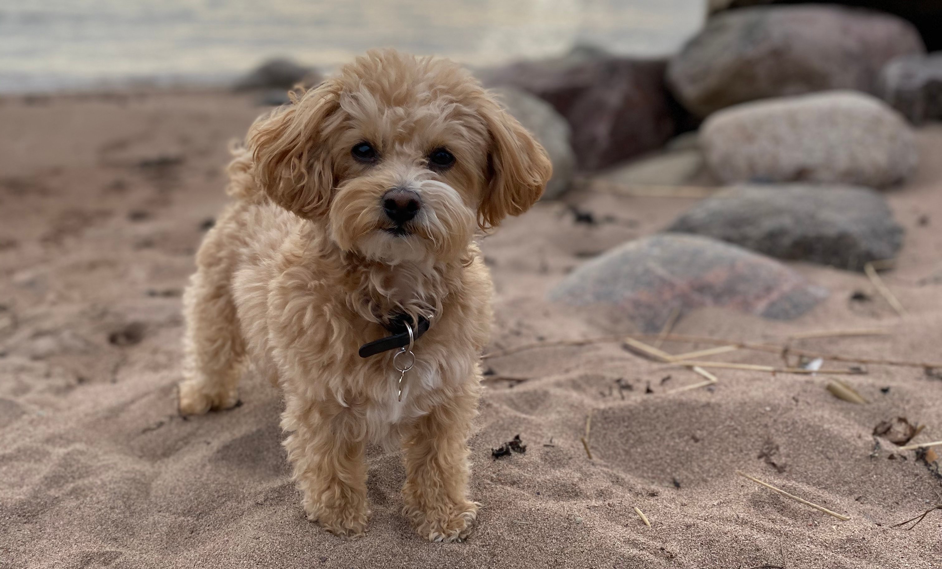 maltipoo.se